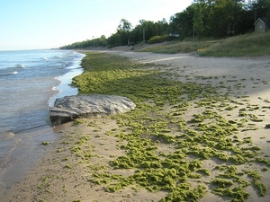 Algae accumulating on the southern shores of Lake Huron. Photo credit: Allan Crowe